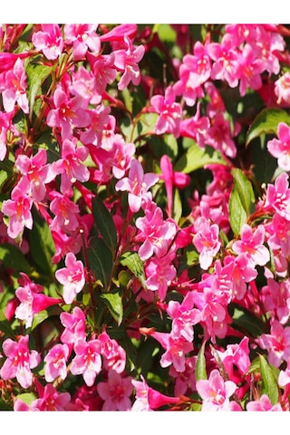 Hediyelik 1 Adet Yılbaşı Çiçeği Fidanı 5-25cm Saksılı Christmas Flower