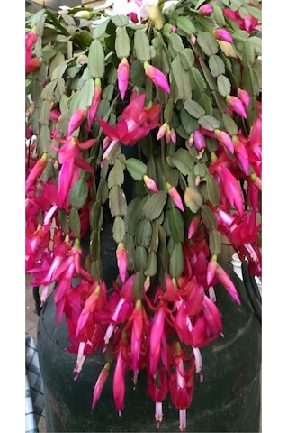 Hediyelik 1 Adet Yılbaşı Çiçeği Fidanı 5-25cm Saksılı Christmas Flower