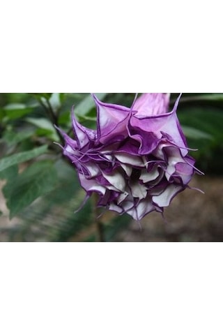 Karışık Renk Datura Tohumu 10 Adet