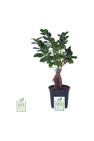 Ginseng Bonsai, Büyük Yaş - Ficus Microcarpa - Bitki Boyu 40-60 Cm