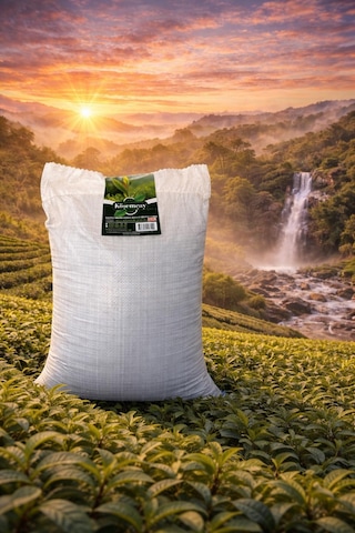 Köşem Çay İlk Hasat Elek Altı 5 Kg Çuval Çay