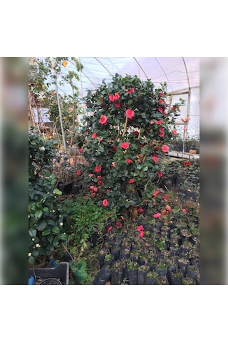 Kırmızı Kamelya Çiçeği 90/120cm Boyunda