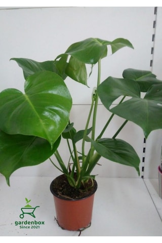 Monstera Deliciosa Dolgun Deve Tabanı Çiçeği 30-60cm 1 Adet
