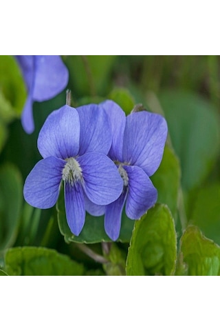 Blue Cornuta Violet Menekşe Çiçeği Tohumu 100 Tohum