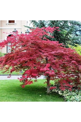 Kırmızı Yapraklı Japon Akçaağaç Acer Palmatum Atropurpureum 2 Ade