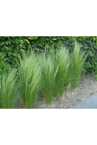 Stipa - At Kuyruğu Çimi 5'li Set -Otsu Yer Örtücü Bitki