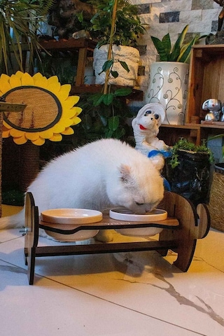 Ahşap Kedi Mama Seramik Su Kabı Standı,kedili Mama Kabı, Hediye Kedi Halısı