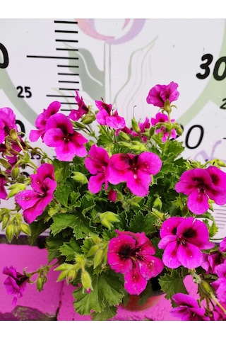 Mor Alacalı Ceylangözü Sardunya Pelargonium Domesticum - Renkli Süs Bitkisi