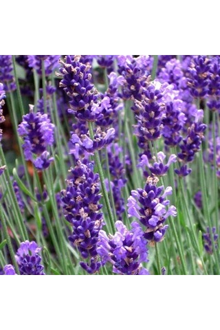 Arzuman Süs Bitki Lavanta Çiçek Tohumu