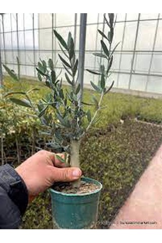 Videolu Gemlik Zeytin Fidanı Fidesi 1 Adet 1. Kalite 80-150 Cm Saksılıtüplü Olive Sapling Diğer