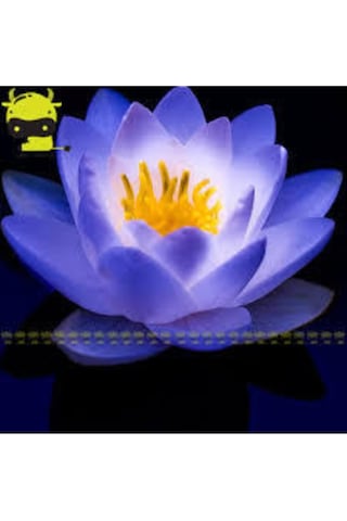10 Adet Tohum Nadir Bulunan Mavi Lotus Çiçeği Tohumu Lotus Su Çiçeği Tohumu Nilüfer Çiçeği Tohumu