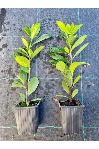 Karayemiş Taflan Fidanı 2 Adet