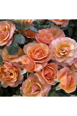 Çift Renk Yediveren Nathaile Kokulu Gül Tohumu 5 Tohum