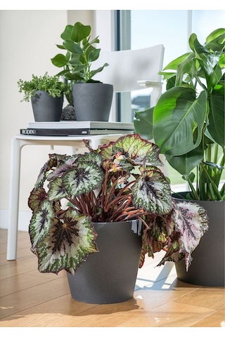 Toprak Saksı, Koyu Gri, 24 Cm 3 Adet