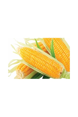 Tatlı Mısır Tohumu 25 GR Hibrit Şeker Mısır