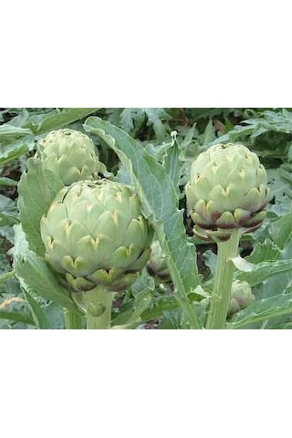 20+ Adet Yeşil Küre Enginar Tohumu