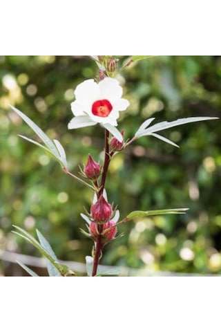 Hibiskus Çiçeği Tohumu 10 Adet Sabradiffa Roselle