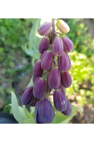 Fritillaria Persica Mor Renkli Ters Lale Soğanı