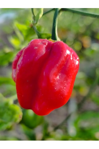 Komodo Dragon Pepper / 1,4 2,2 Milyon Scoville - Gerçek Taze Acı Biber