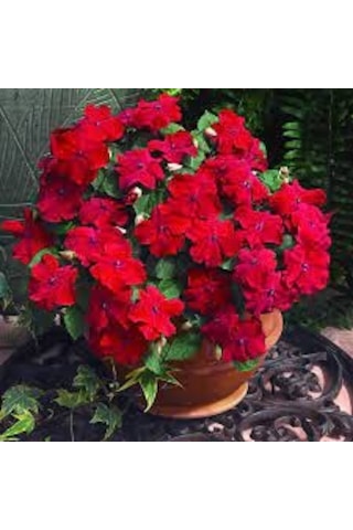 40 Adet Tohum Organik Hobi Bahçe Cam Güzeli Balkon Çiçeği Saksı T