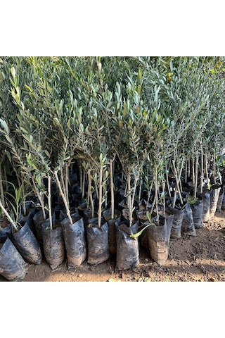 İthal Tüplü Yabancı Menşei Avustralya Ligurian Zeytini Fidanı