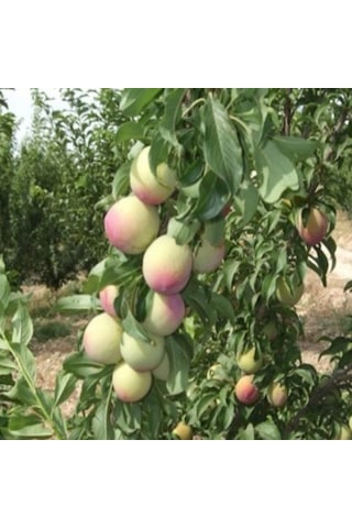 Tüplü Kendine Verimli Aromasıyüksek Yarı Bodur Ambra Erik Fidanı