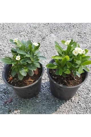 Beyaz Euphorbia Milii - Dikenler Tacı Küçük Saksıd