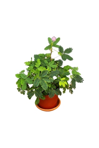 Küstüm Çiçeği 1 Adet 4 Kök 8/10cm + Pembe Karanfil Çiçeği 10-15cm