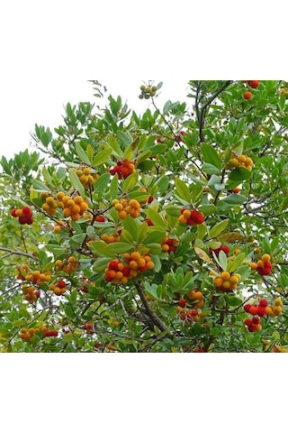 2 Adet Kocayemiş Dağ Çileği Fidanı Saksılı 20 - 30 Cm