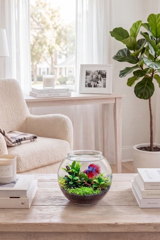 Beta Akvaryumu 11 Cm Mini Cam Fanus Betta Balığı İçin Masaüstü Akvaryum, Dekoratif Cam Akvaryum
