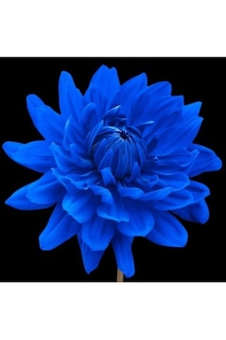 10 Adet Mavi Dahlia Yıldız Çiçeği Tohumu + 10 Adet Hediye Karışık Renk Gül Tohumu