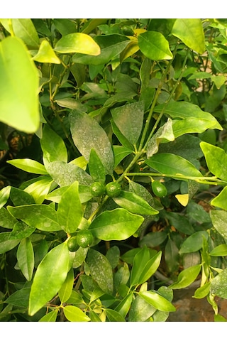 Kumkuat Fidanı Tüplü 40-60 Cm