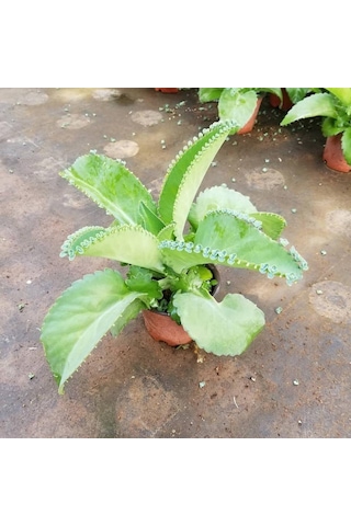 Aşkın Gözyaşları Çiçeği  Saksılı