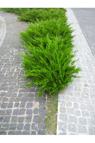 Favori Ürün Limoni Servi Limon Selvi Fidanı 10 15cm 8 Adet Tüplü Dış Mekan Cupressus Macrocarpa