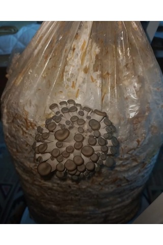 4 Adet 6 Lt 3 Kg Istiridye Mantarı Miseli Tohum Kompostu