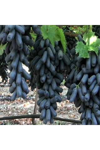 Tüplü Çekirdeksiz Finger Black Üzüm Fidanı