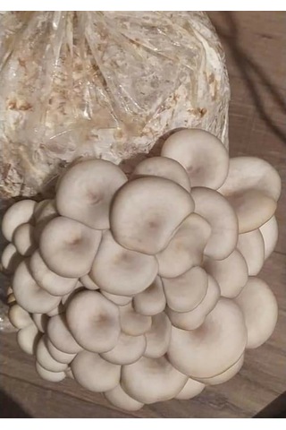 İstiridye Mantar Tohumu N117357
