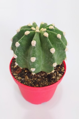 Echinopsis Subdenudata Özel Tür 8.5 CM Kırmızı Kaktüs