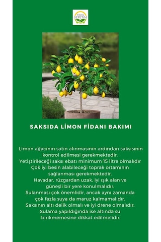 3 Yaş Mayer Yediveren Limon Fidanı Saksılı-Üzeri Meyveli