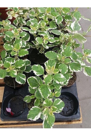 Plectranthus Forsteri Kokulu Sarkısı Tür Benjamin Çiçeği Saksılı