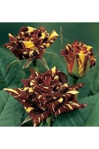 Tüplü Yediveren Sihirbaz Abrakadabra Gül Fidanı