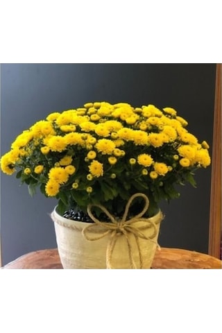 Sarı Kasımpatı Krizantem Hüzün Çiçeği Chrysanthemum 10-20 Cm
