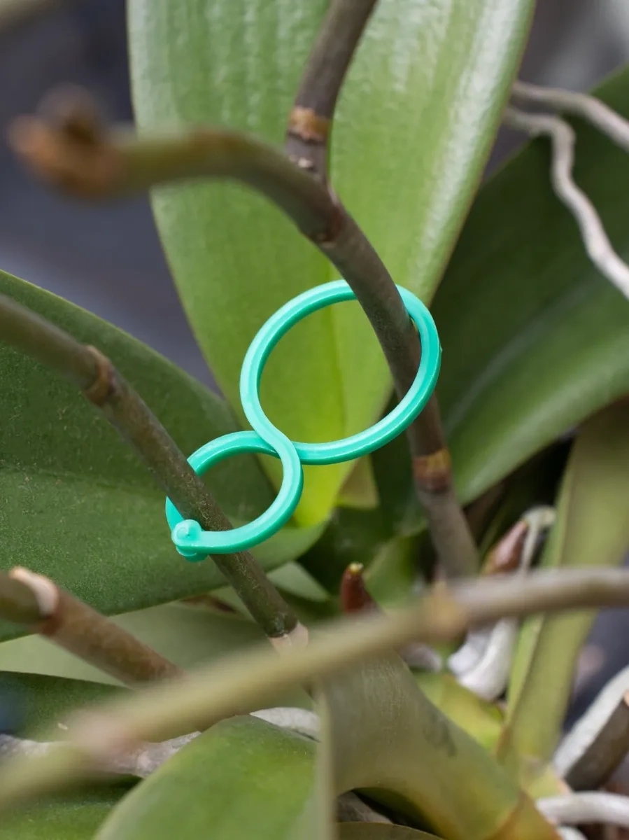 Buzzing Bitki Tutucu 242941184