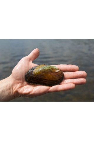 Tatlı Su Midyesi 10 Adet 4-9 cm