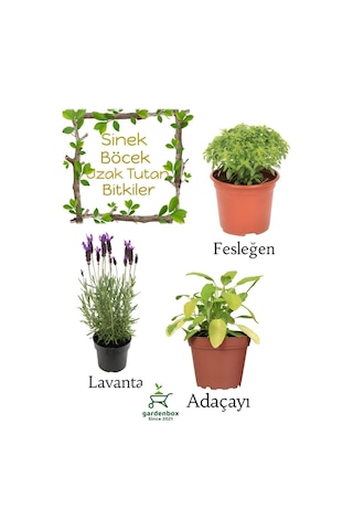 Sinek Böcek Kovucu Bitki Seti Lavanta+fesleğen+adaçayı Bitkisi 10-20cm Boylarında