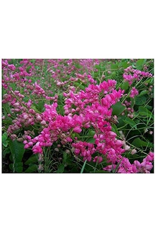 Pembe Çiçekli Çin Aşk Sarmaşığı Tohumu