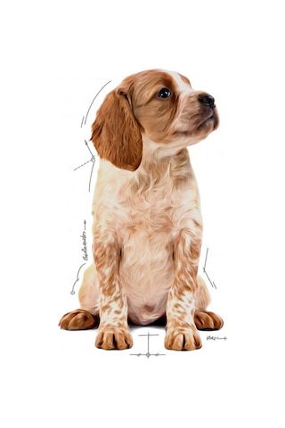 Royal Canin Medium Puppy Orta Irk Yavru Köpek Yaş Maması 10'lu 140 G