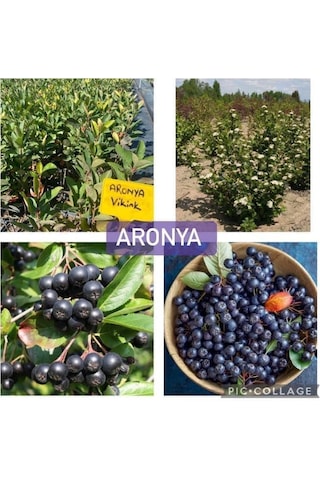 Aronya Fidanı 2 Yaş 2 Adet