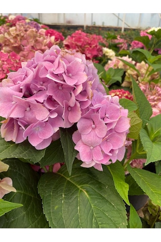 Pembe Renk Ortanca Çiçeği 1 Adet Saksılı/tüplü 20-30cm Çiçekli Bitki