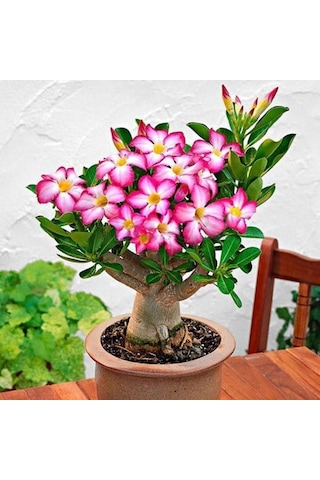 5.5 Luk Saksıda Arabic Adenium Çöl Gülü Çiçeği Fidanı 1